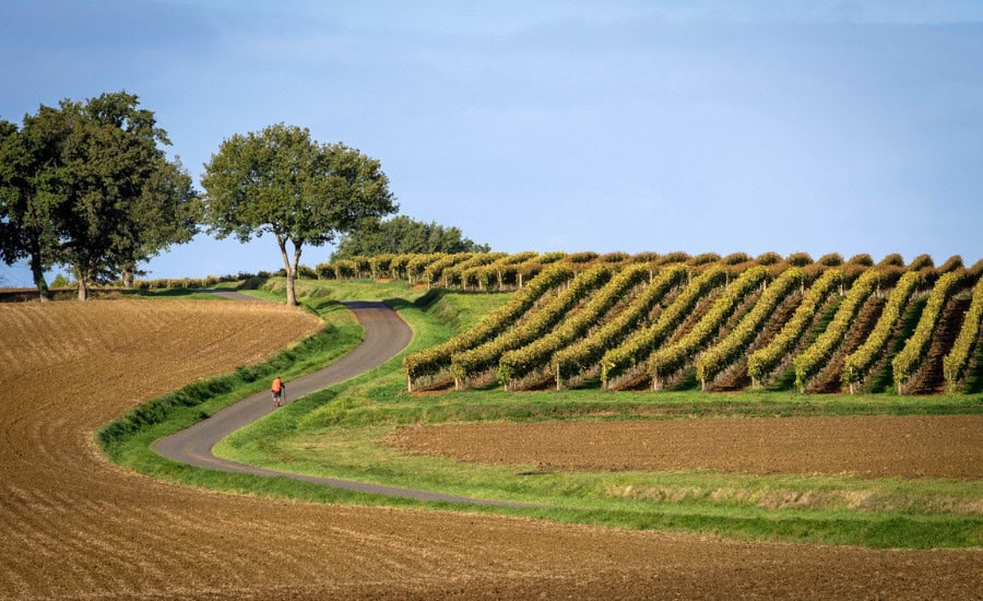 vineyard pilgrim road
