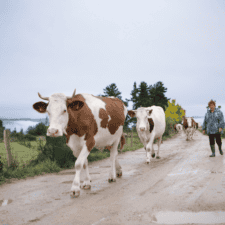 Cows Camino