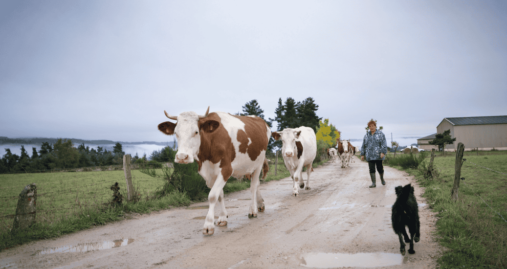 Cows Camino