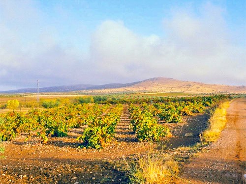 Zafra