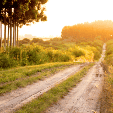 camino Portugues Pathway through forest