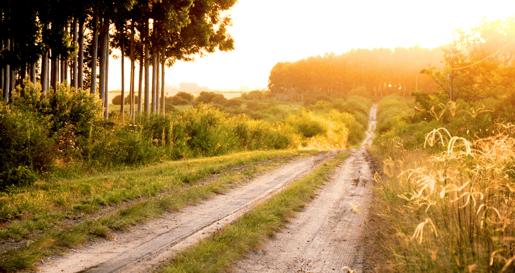 camino Portugues Pathway through forest