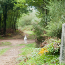 Path