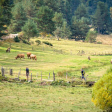 pilgrim walk path with cows
