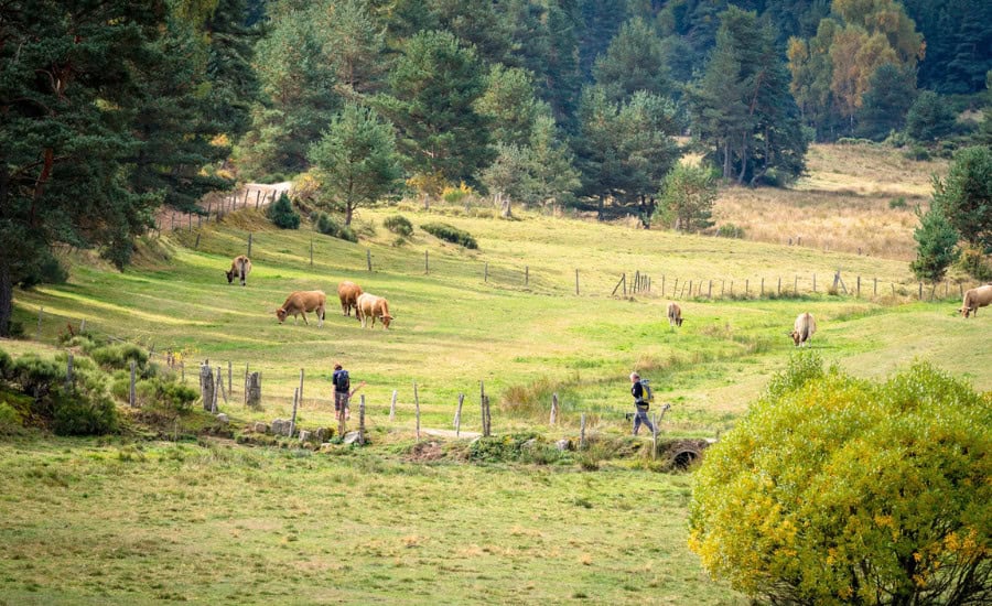 pilgrim walk path with cows