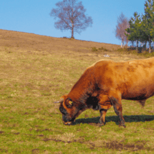 Cow on hill