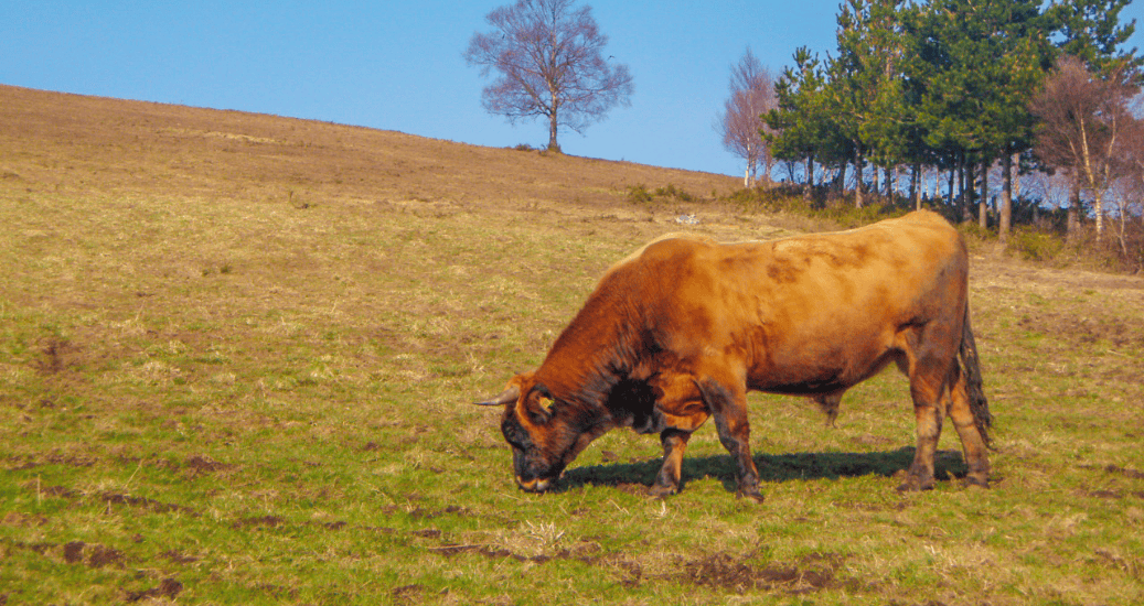 Cow on hill