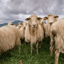 Sheeps grazing on green hill