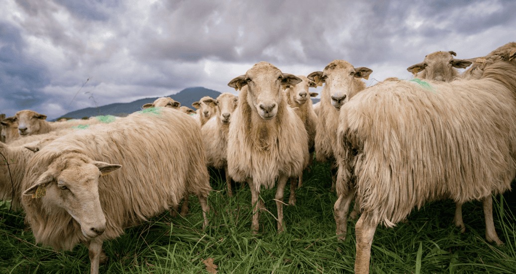 Sheeps grazing on green hill