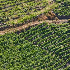 vineyards