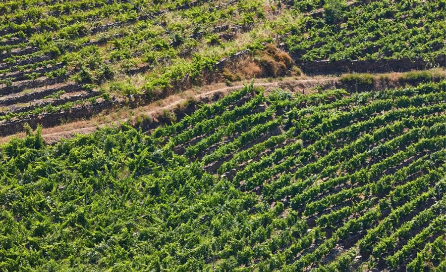 vineyards