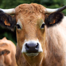 aubrac cow