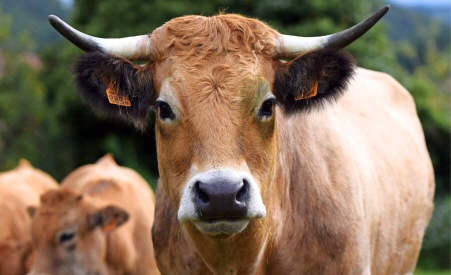 aubrac cow