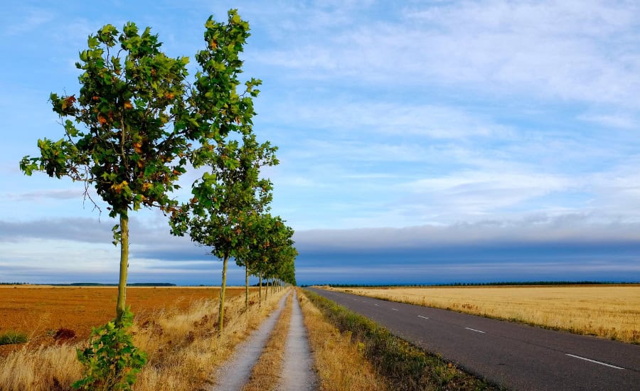 Camino