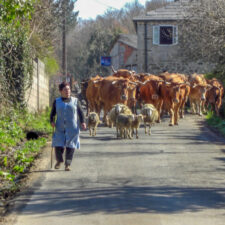 Farmer around Lugo
