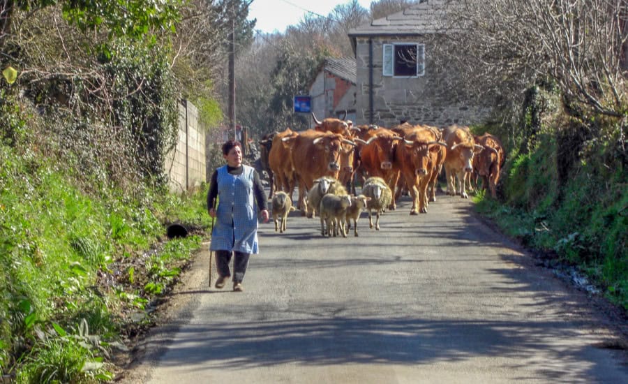 Farmer around Lugo