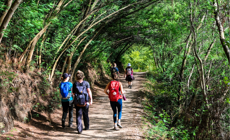 Pilgrims in the forest