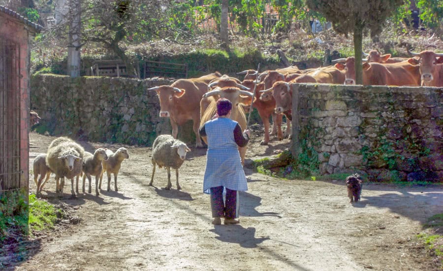 farmer on the camino