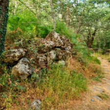 dry woods