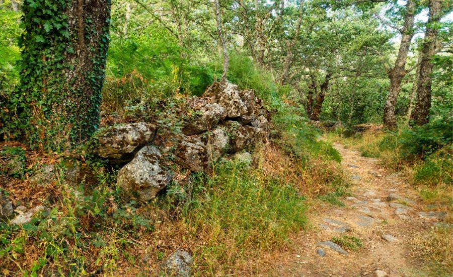 dry woods