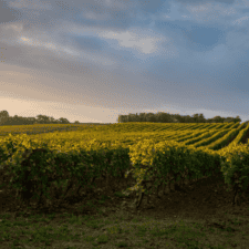 Green fields