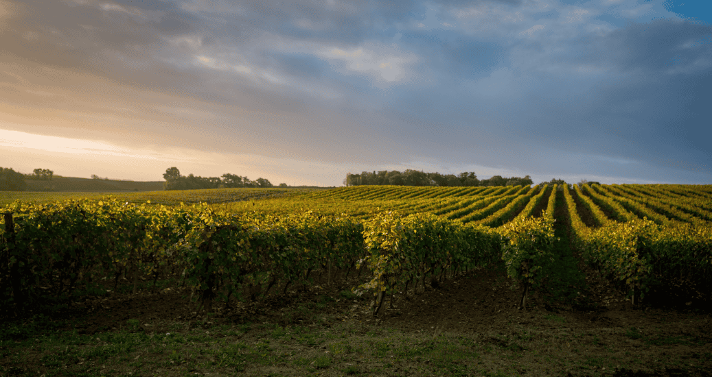 Green fields