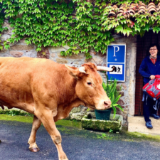 Pilgrim & Cow