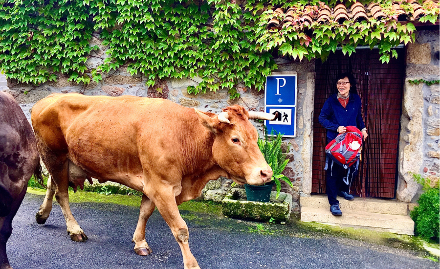 Pilgrim & Cow