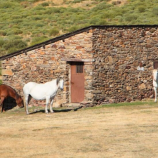 horses