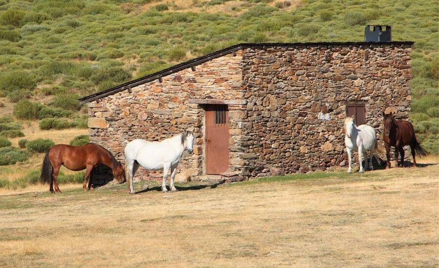 horses