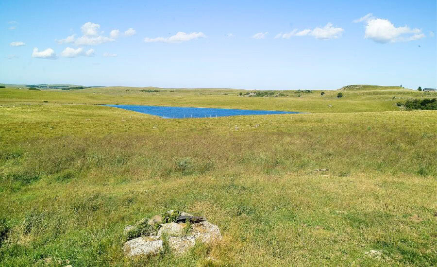 aubrac