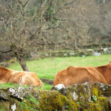 gallega cow