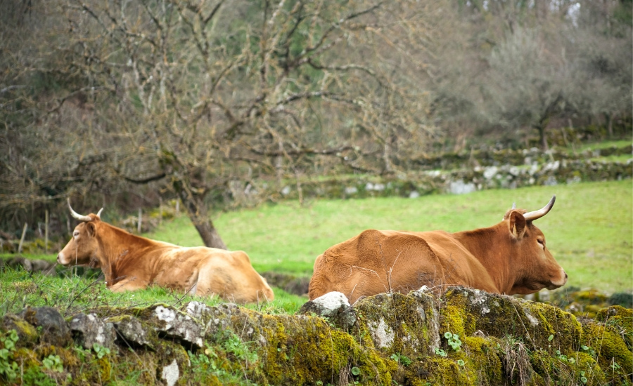 gallega cow