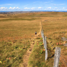 aubrac