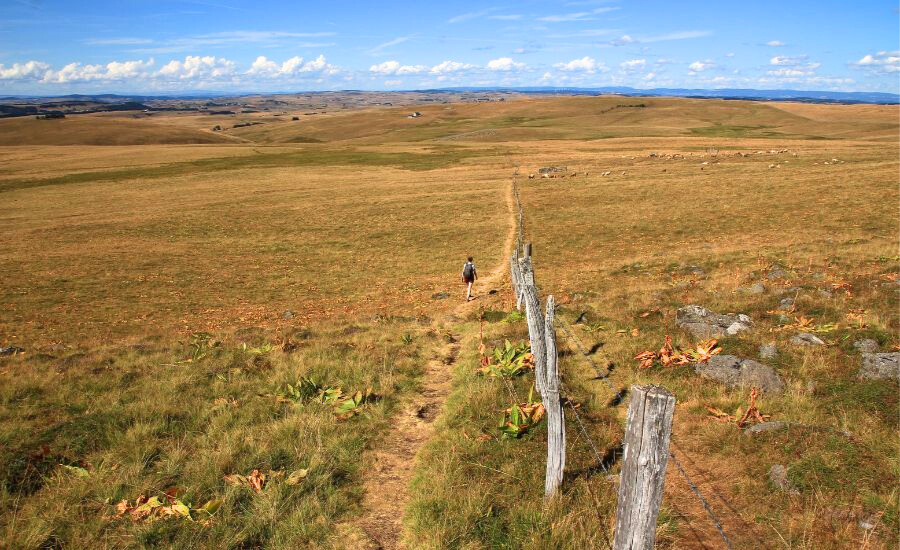 aubrac