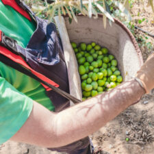 Aceituna Gordal de Sevilla