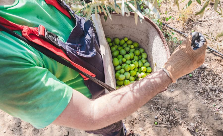 Aceituna Gordal de Sevilla