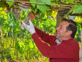 Albarino Wine making grape picker