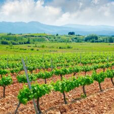 Bierzo Vineyard