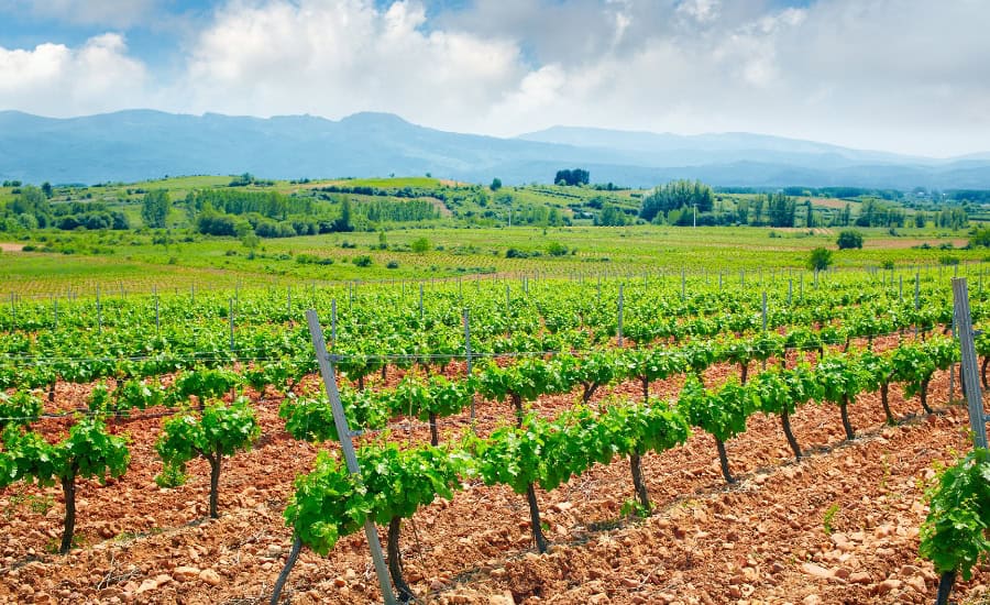 Bierzo Vineyard