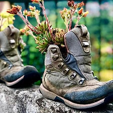 Boots blossom