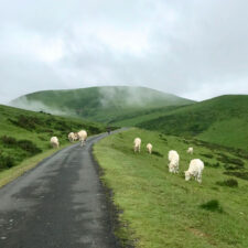 Camino Cows