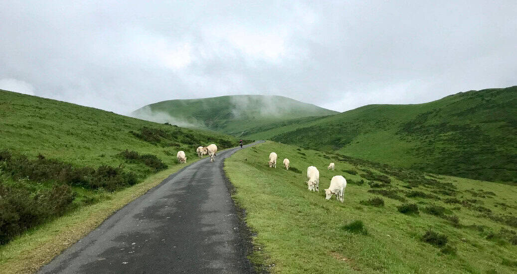 Camino Cows