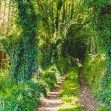 Camino Portugues Path
