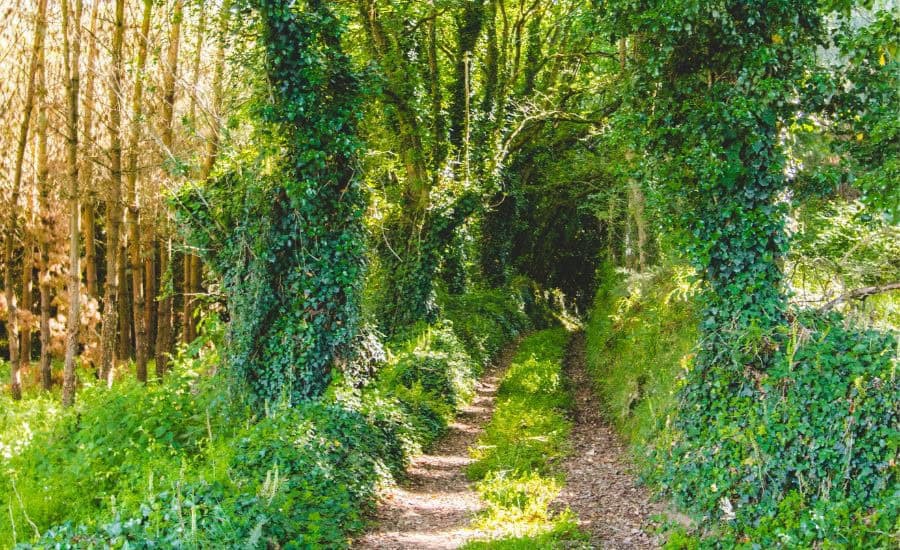 Camino Portugues Path