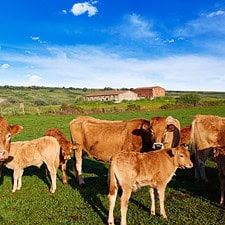 Cows