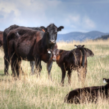Cows