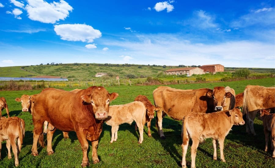 Cows