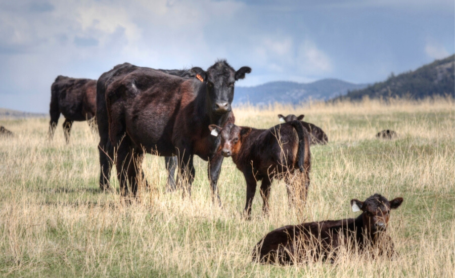 Cows