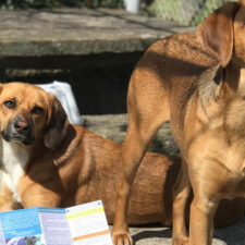 Dog passport